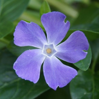 Periwinkle Flower Essence (For People Pleasing)