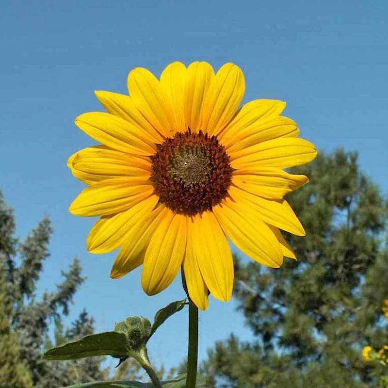 Sunflower Flower Essence (For Shadow Work)