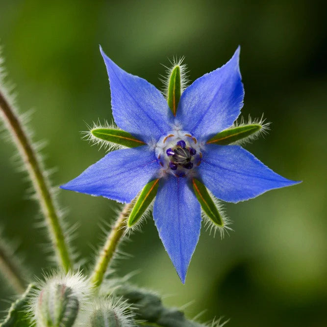 Borage Flower Essence (For the Blues, Baby Blues, and Courage)
