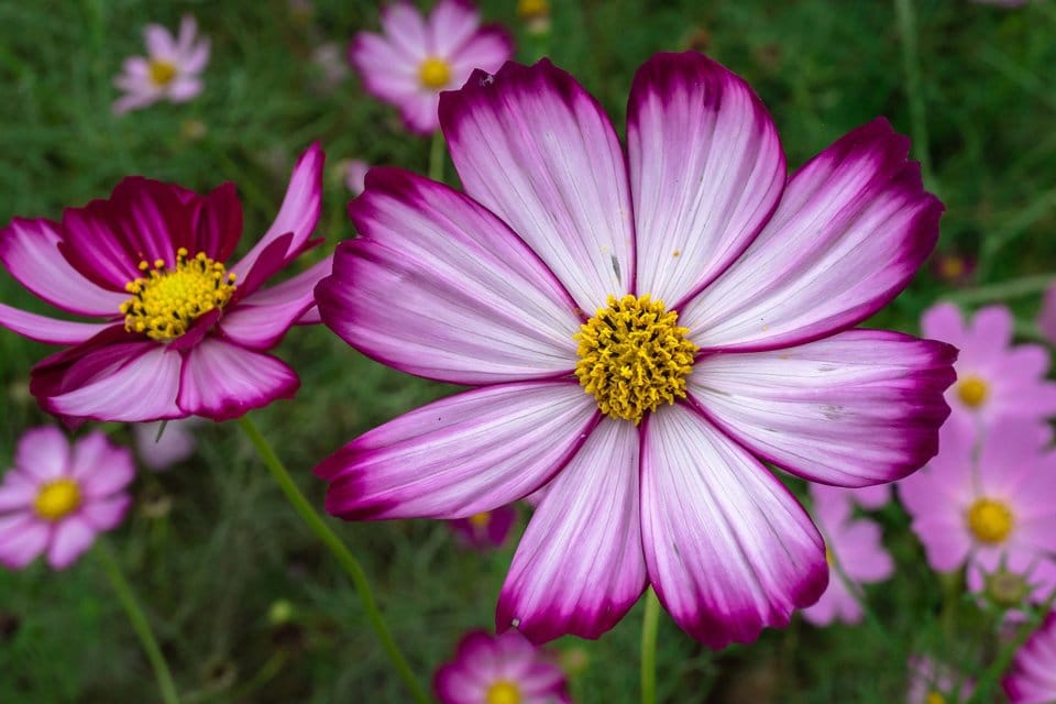 Cosmos Flower Essence (For Alignment,  Embodiment, and Clarity)