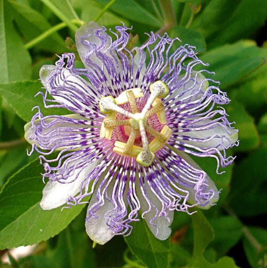 Passionflower Flower Essence (For Sleep and Relaxation)