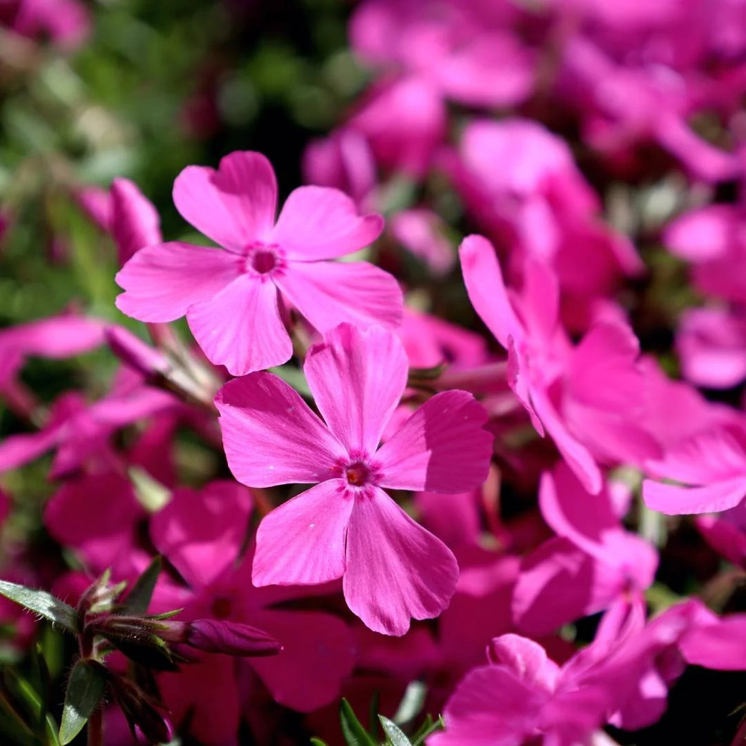 Phlox Flower Essence (For Compatibility and Agreement)