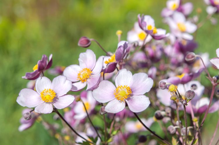 Anemone Flower Essence (For Joy, Abundance, Positivity, and Light Heartedness)