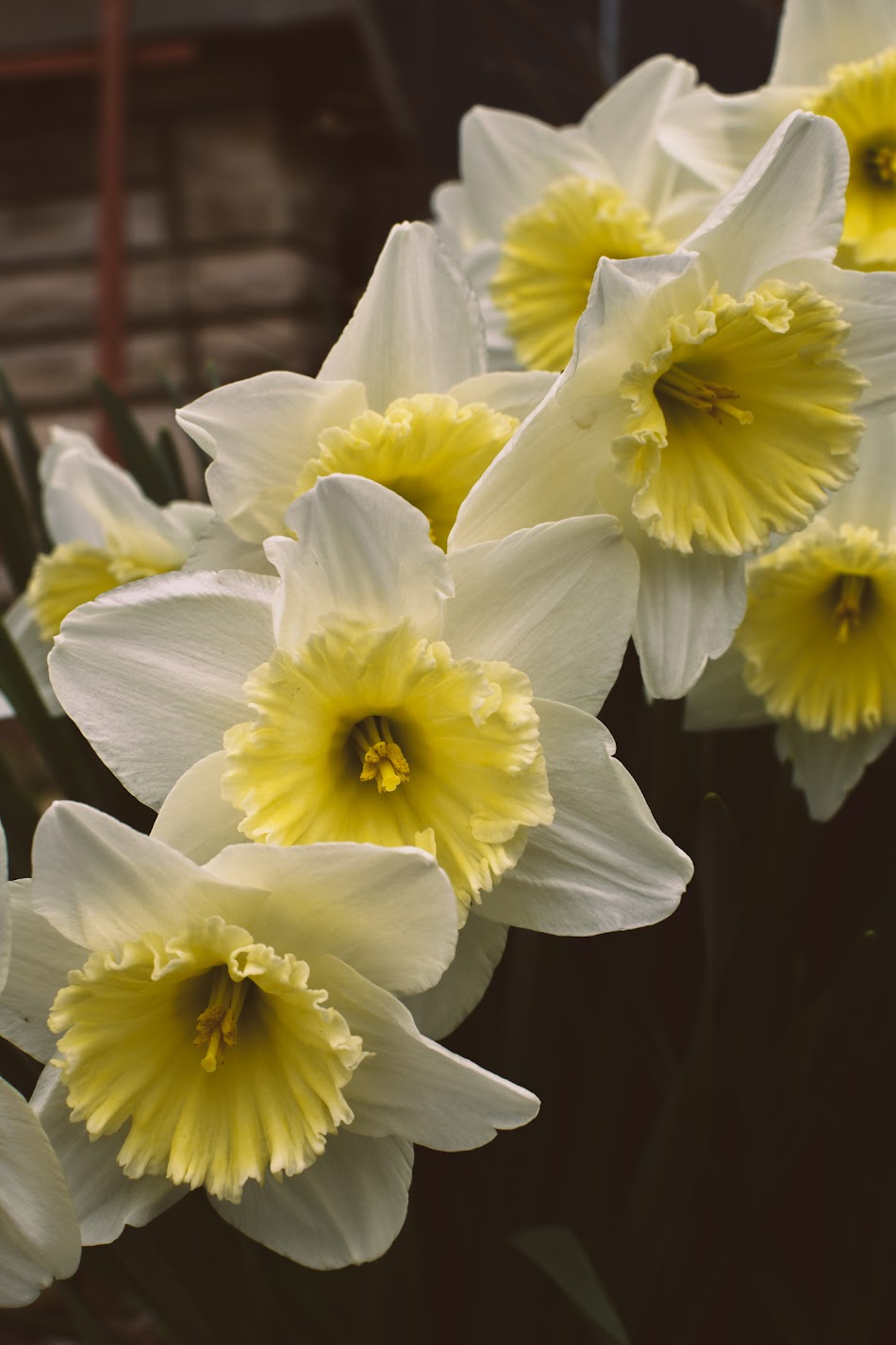 Daffodil Flower Essence (For Self-Esteem, Channeling Inner Power, + Courage to Speak Up)