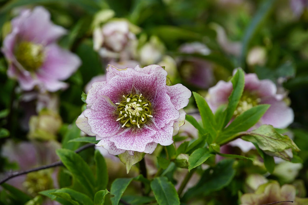Hellebores Flower Essence (Release of Old Patters, Moves out Stuck Energies, Uplifts During Dark Times)
