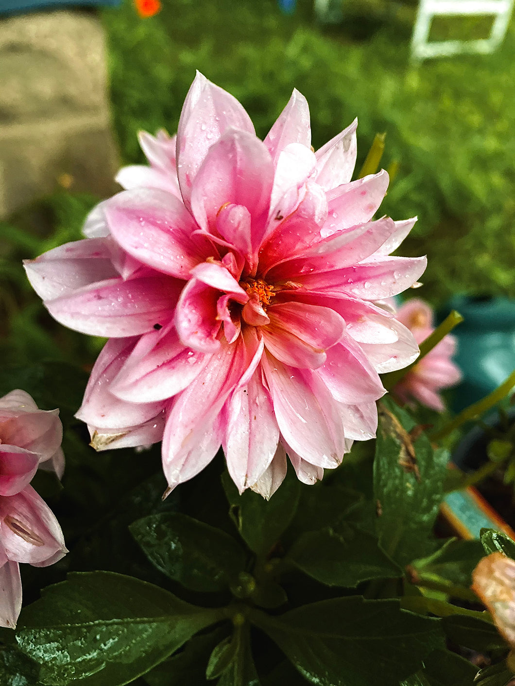 Dahlia Flower Essence (For Strength, Confidence, Empowerment, and Resiliency)