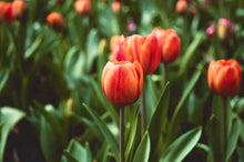 Load image into Gallery viewer, Tulip Flower Essence (for Self-Worth, Honoring Personal Growth, &amp; Honoring Unique Self)
