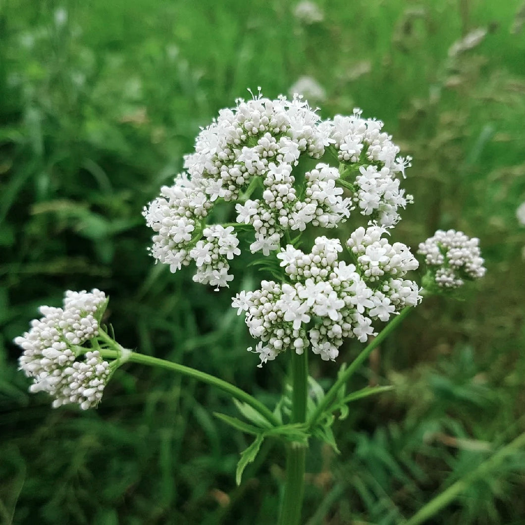 Valerian Flower Essence (Connect to the Body, For Sadness & Anxiety)