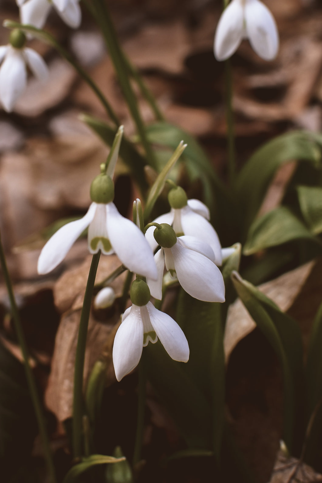 Snowdrops Flower Essence (For Grief, Release, and Helps with Emotional Blocks)