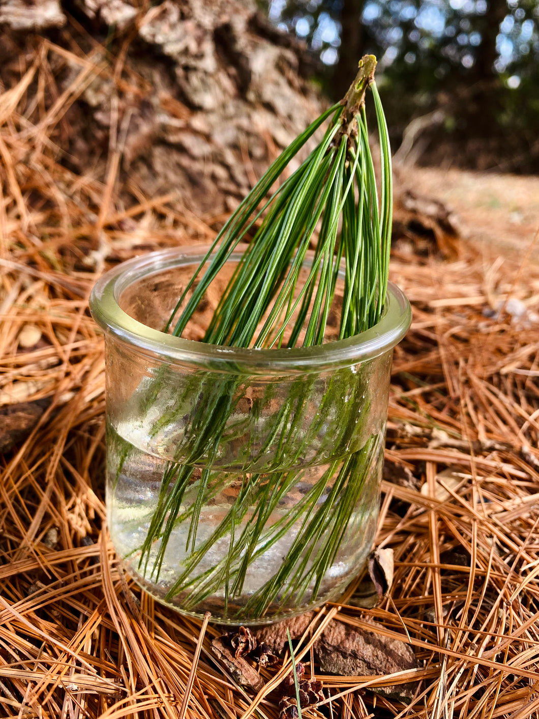 Pine Essence (For Self-blame, Guilt, Regret, and Feeling Responsible for Others’ Mistakes)