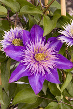 Load image into Gallery viewer, Clematis Flower Essence (Be Present, Focus, Concentrate, and Live with Intention)
