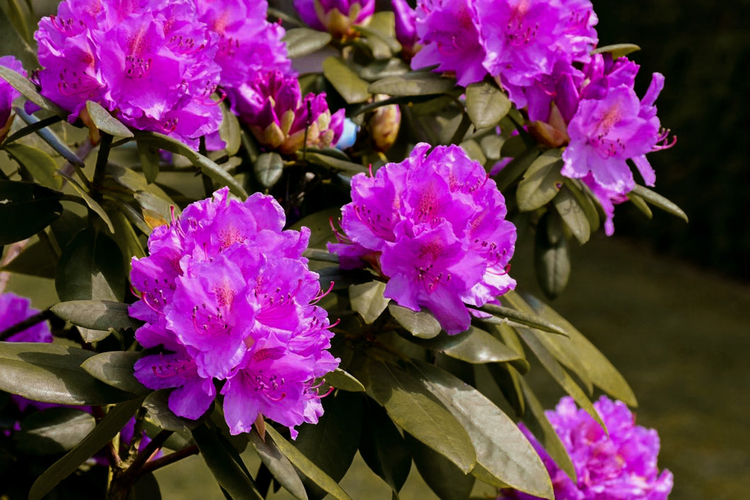 Rhododendron Flower Essence ~ (Love Thy Self, Embody Softness, Connect w. Your Child)